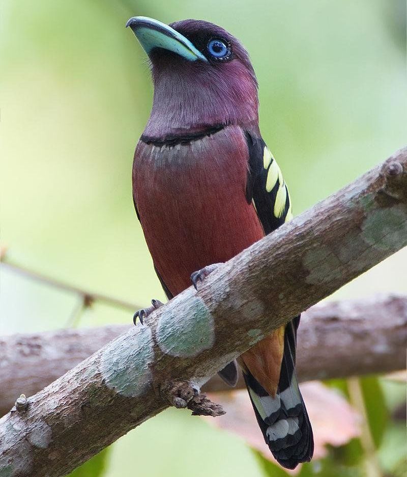 ������Ƶ�ͼƬ