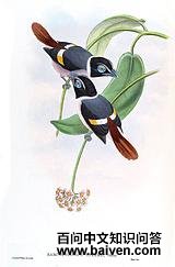 �ⴹ��������