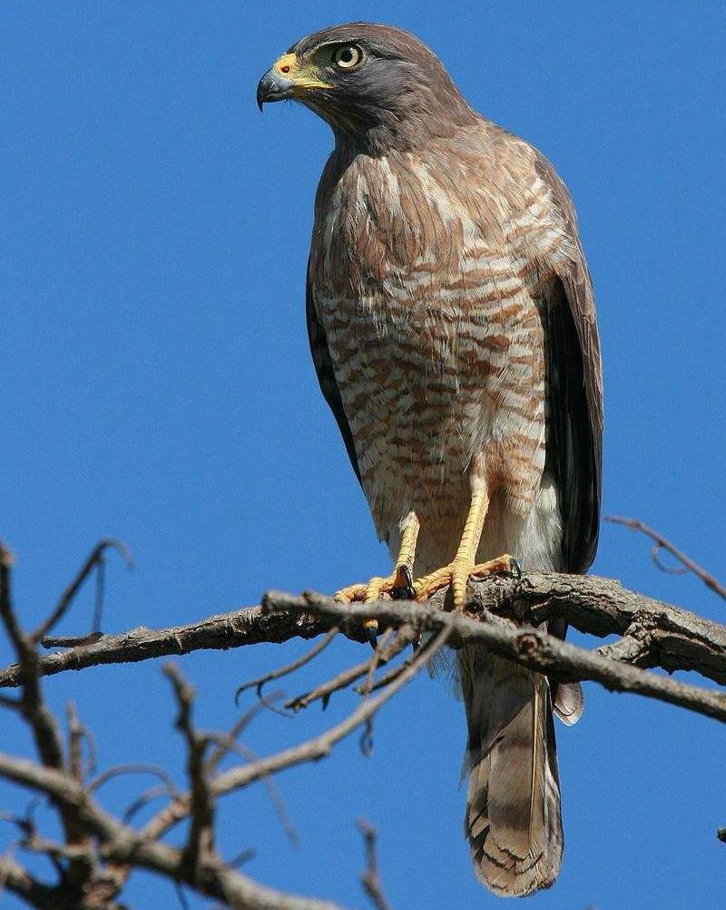 �����\��ͼƬ