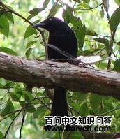 ��Ħ�޾�β��ͼƬ