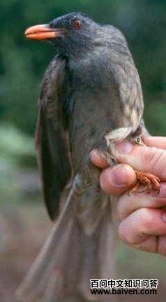 科摩罗短脚鹎 科摩罗短脚鹎的图片