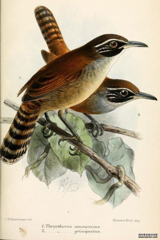 ����έ���ӵ�ͼƬ