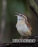 ����έ����