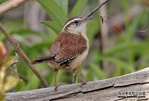 ����έ����