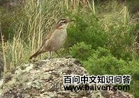 科尔抖尾地雀 科尔抖尾地雀的图片