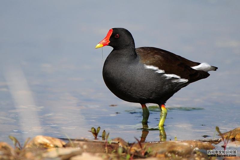 ��ˮ�������ߣ���������crsy��2011��5�£�������