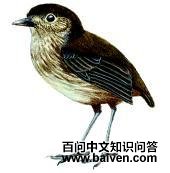 昆迪蚁鸫 昆迪蚁鸫的图片