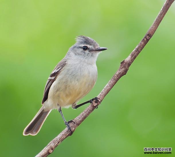 �׹ڼ����l��ͼƬ