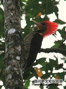 ����ľ���ͼƬ