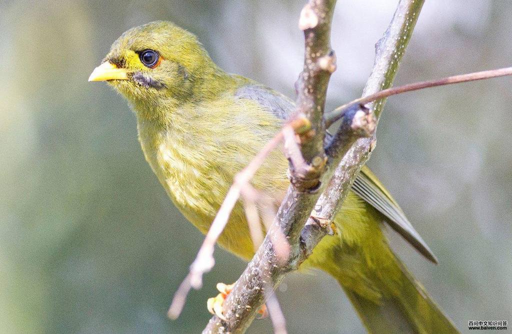 矿吸蜜鸟 矿吸蜜鸟的图片
