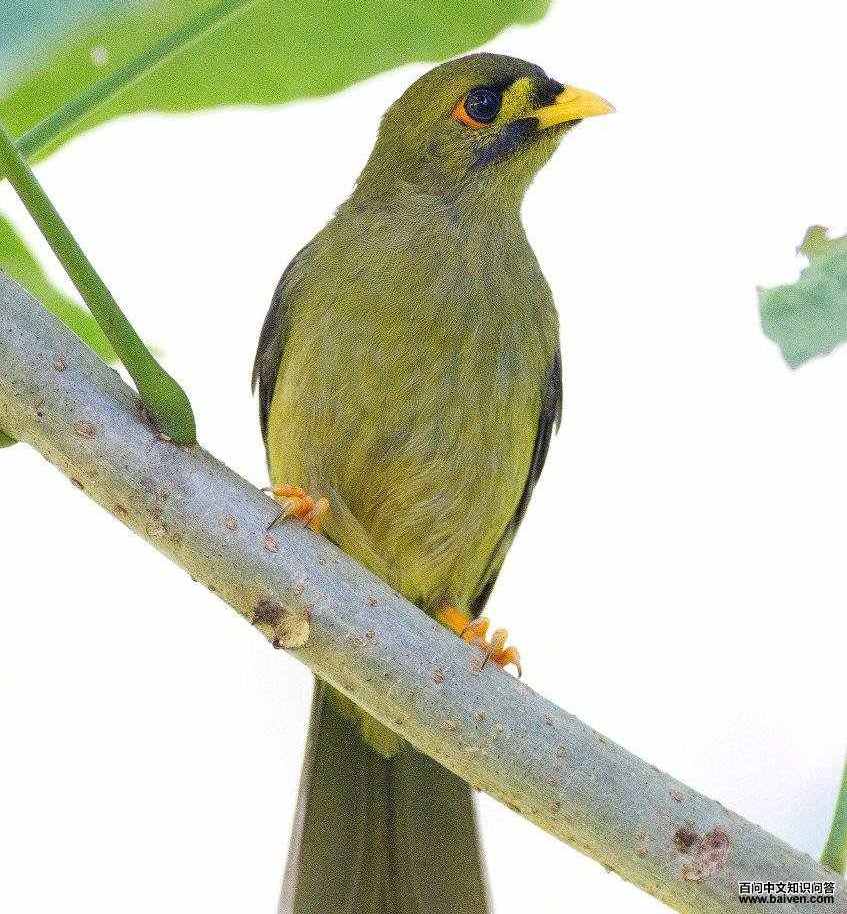 �������������״�