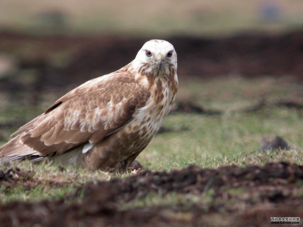 鵟属 鵟属的图片