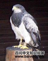 鵟雕 鵟雕的图片