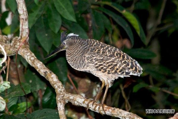 �׹ڻ��ص�ͼƬ