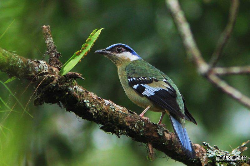宽嘴鸫属 宽嘴鸫属的图片