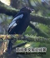 ���Ŵ��������