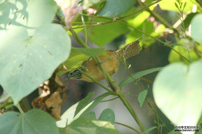 快乐苇鹪鹩 快乐苇鹪鹩的图片