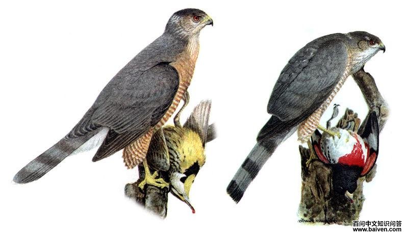 �Ա�ͼ����Ϊ����ӥ������Ϊ�Ƹ�ӥ����