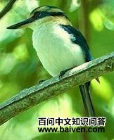 库克岛翡翠 库克岛翡翠的图片