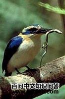 ��˵����