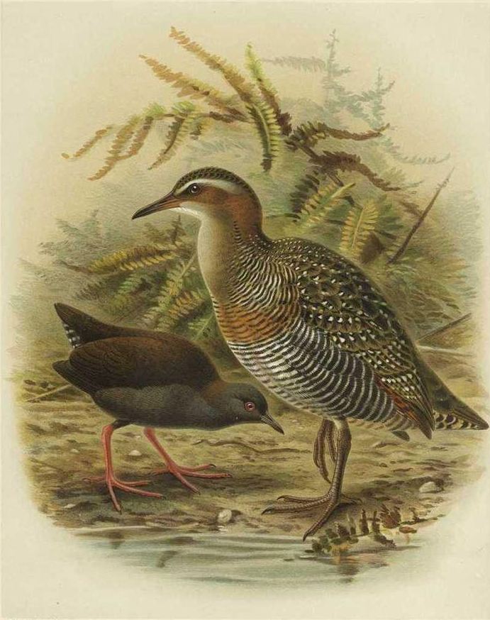 �⵺�Ｆ��ͼƬ