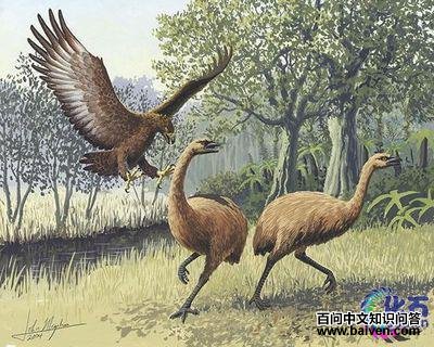 ��˹��ӥ�ڲ��Կ���