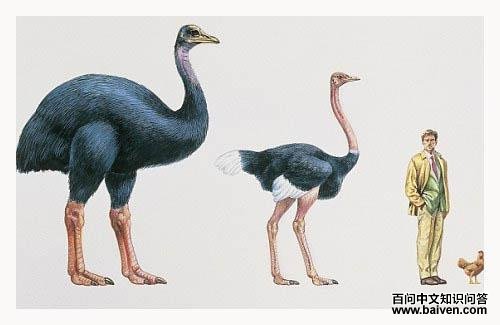 恐鸟 恐鸟的图片