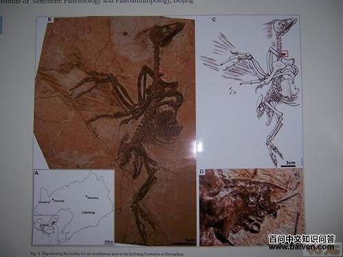 ������Ŀ