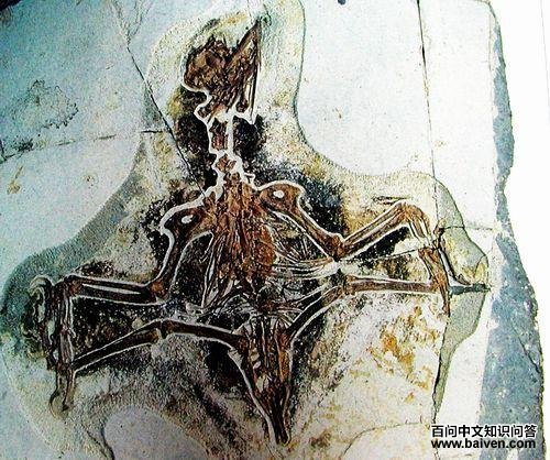 ������Ŀ