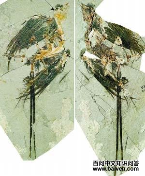 ������Ŀ