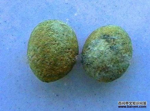 孔子鸟 孔子鸟的图片