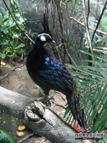 孔雀雉属 孔雀雉属的图片