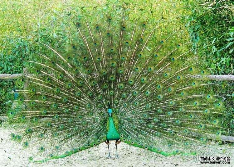 ��ȸ����ͼƬ