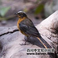 �׹ڸ��S��ͼƬ