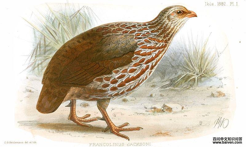 肯尼亚鹧鸪 肯尼亚鹧鸪的图片