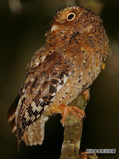 肯尼亚角鸮 肯尼亚角鸮的图片