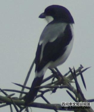 �����ǲ��͵�ͼƬ