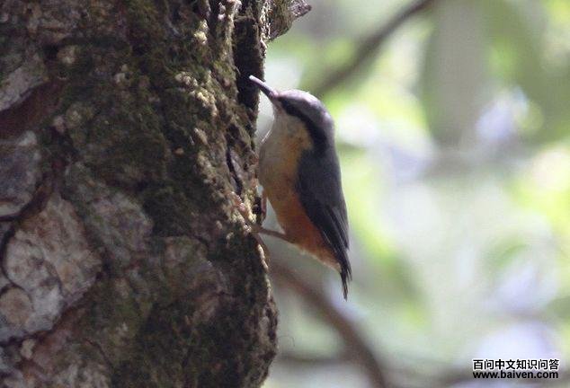 ��ʲ�׶��[