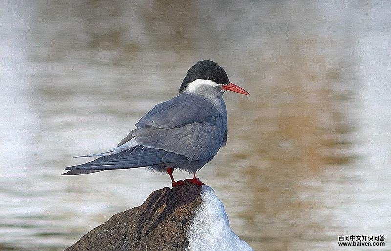 �˵���Ÿ��ͼƬ