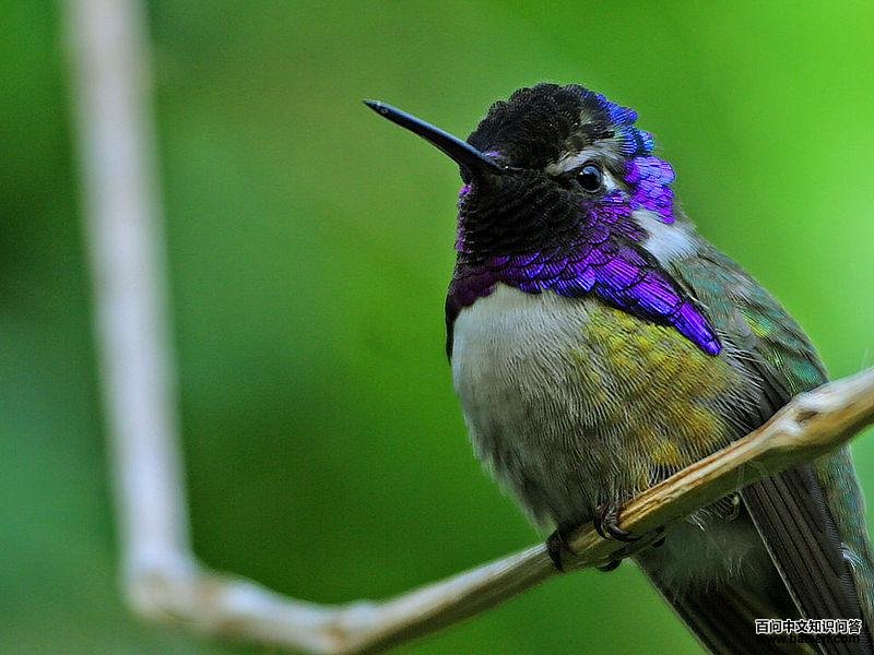 ���Ϸ����ͼƬ