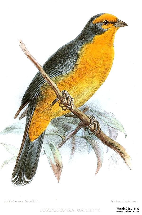 ��ǡ���c��ͼƬ