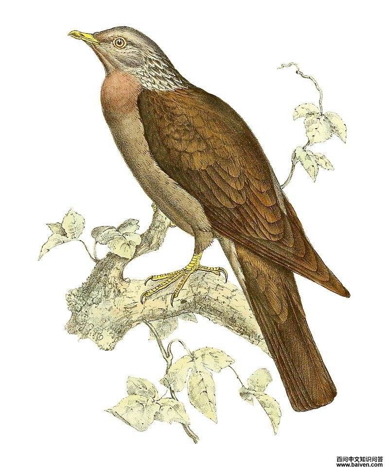 ��Ħ���ָ��ͼƬ