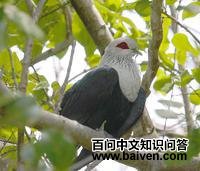 ��Ħ�����