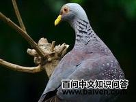 ��Ħ���ָ�