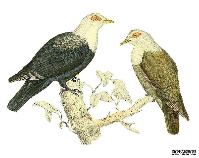 ��Ħ������ͼƬ