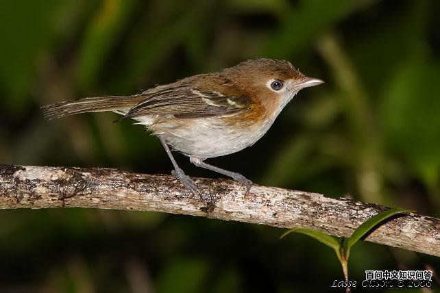 科岛莺雀 科岛莺雀的图片