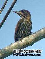 ����ľ��