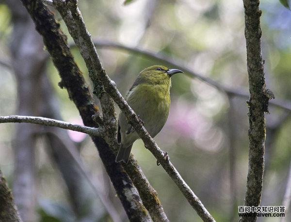 ������ȸ��ͼƬ