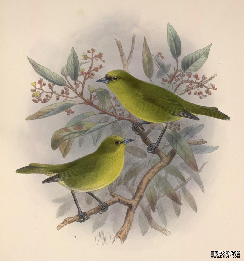 ��������ȸ��ͼƬ