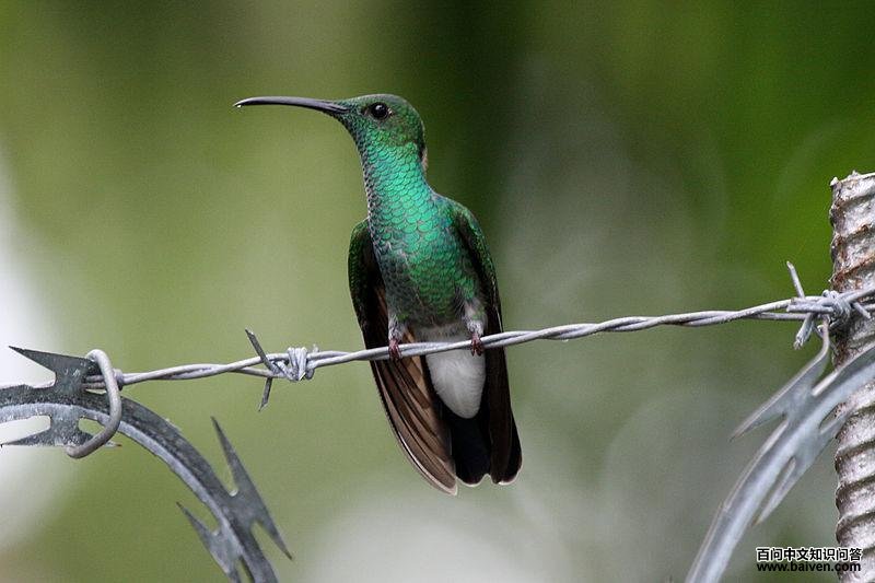 �׸���β�����ͼƬ